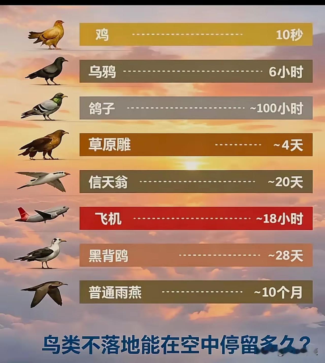 据可靠消息证实：北京雨燕可以连续数月全程飞行，其中吃饭、喝水、空中交配、甚至半脑