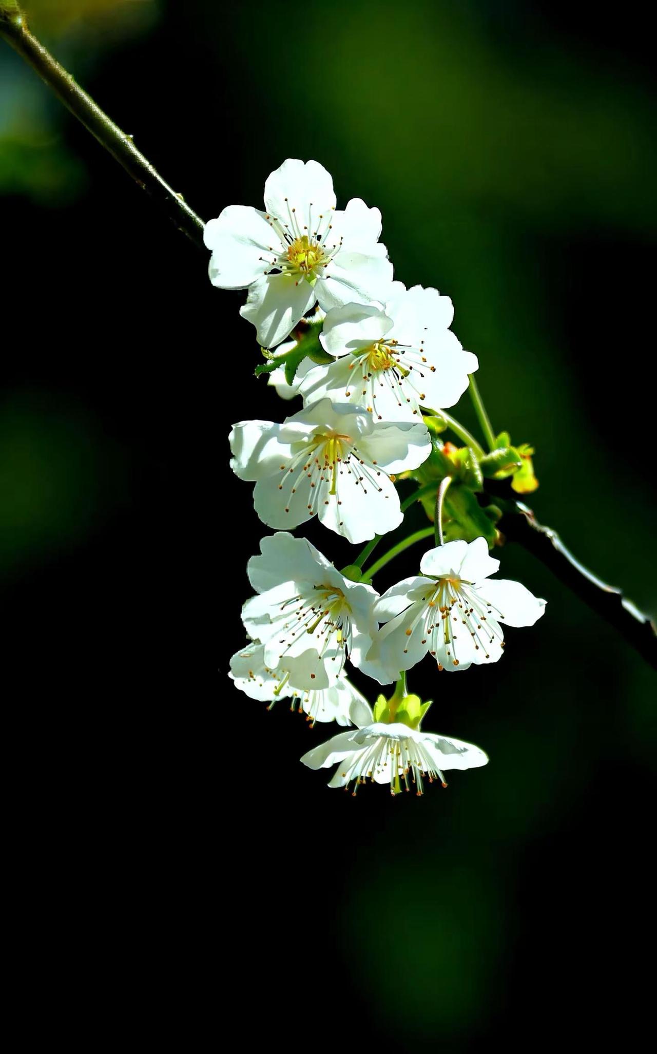 欣赏春光。我的摄影日记 作品 摄影分享 摄影爱好者 摄影