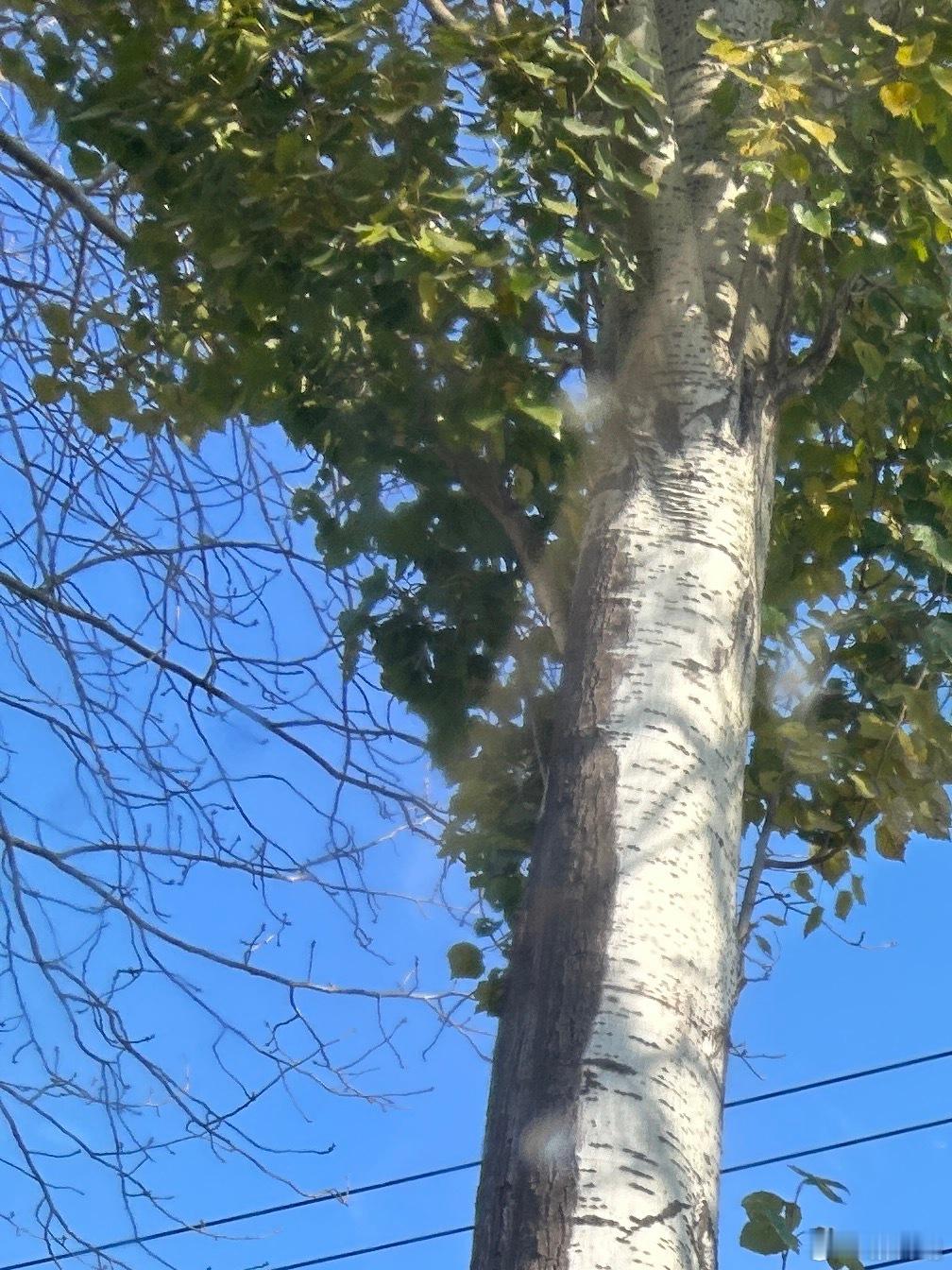日子在慢慢向前，事情会慢慢变好。愿你的忙，不慌不茫。(*_*) 晚安！晚安[超话