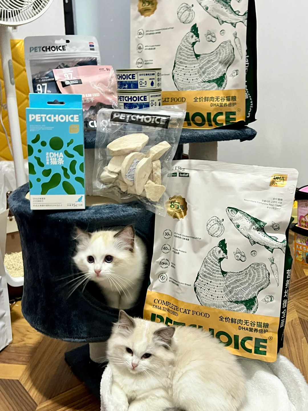 是谁挖到宝藏店铺解决猫咪日常所有需要🤩