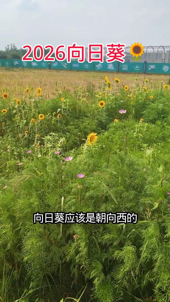 2026向日葵。
看看我发现了什么？向日葵。没错，就是向日葵。这一溜，你看看是不