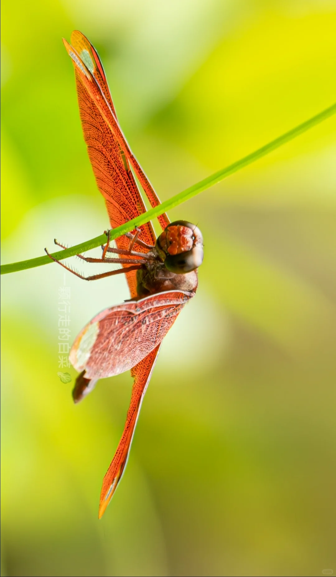 深自然 | 有蜻蜓的夏天才是夏天