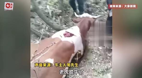 9月24日，吉林延边，一野生老虎突然出现在山林中，将村民养的2头牛袭击造成一死一