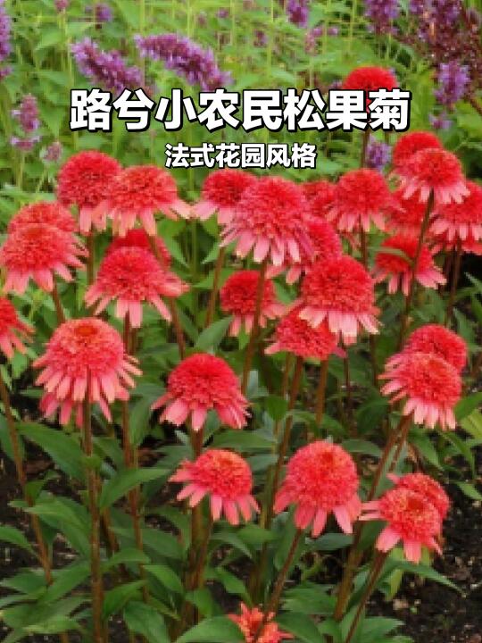 ❄️耐寒花卉🌼水晶松果菊