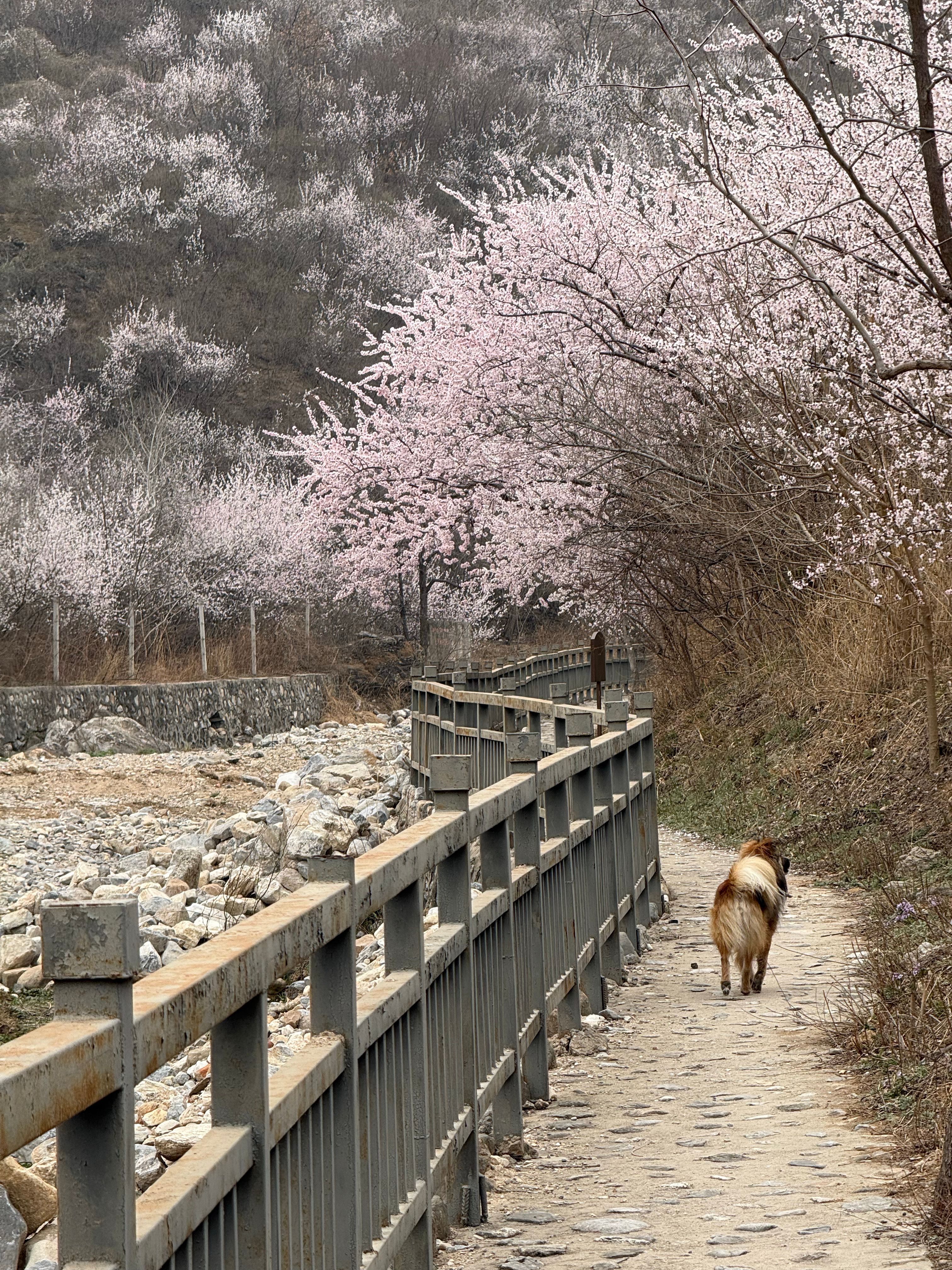 昌平的大杨山森林公园的山桃花进入盛开期了，北京的朋友们下周要是有空可以去刷刷路（