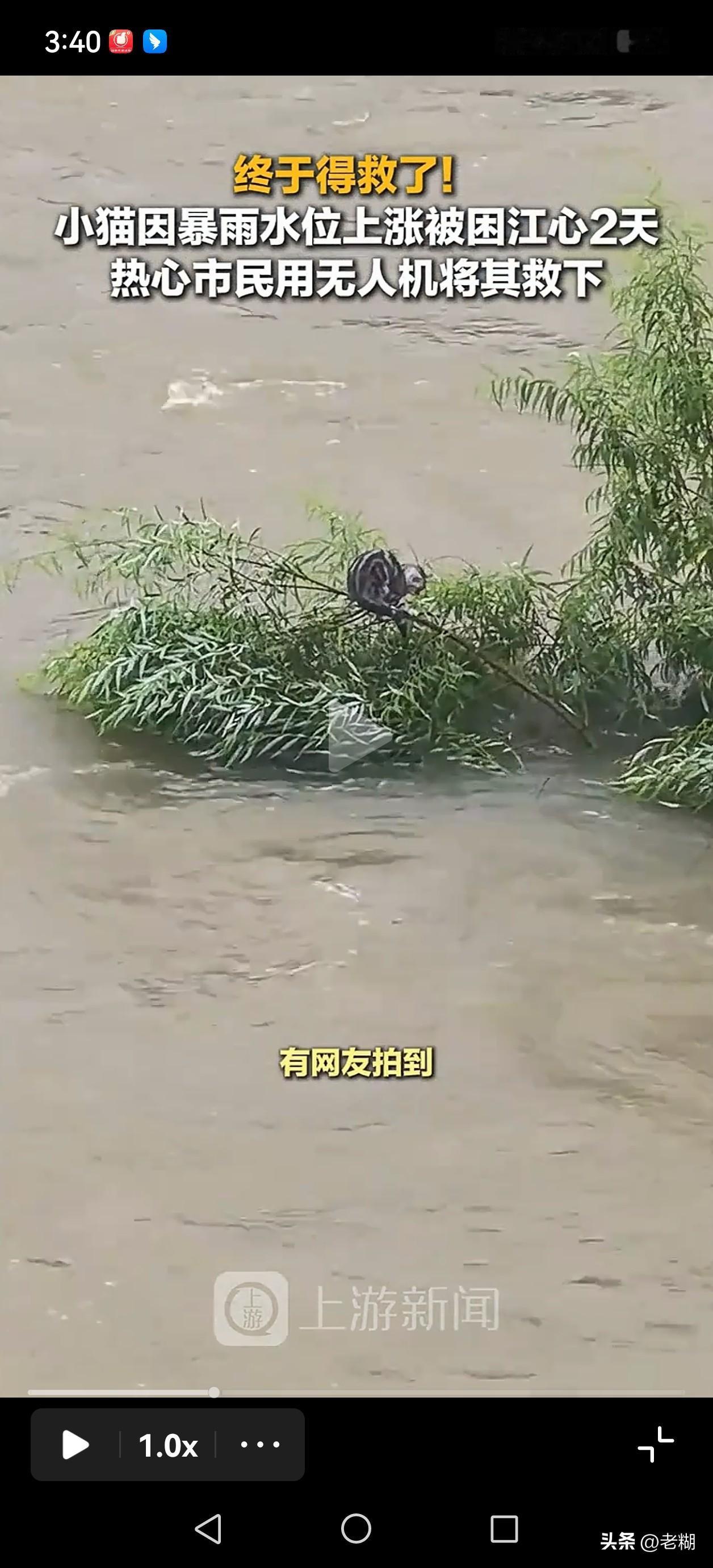 一只跌落江中的流浪猫都能获得那么多人的同情与救助，但是一个生活在离异家庭的孩子，
