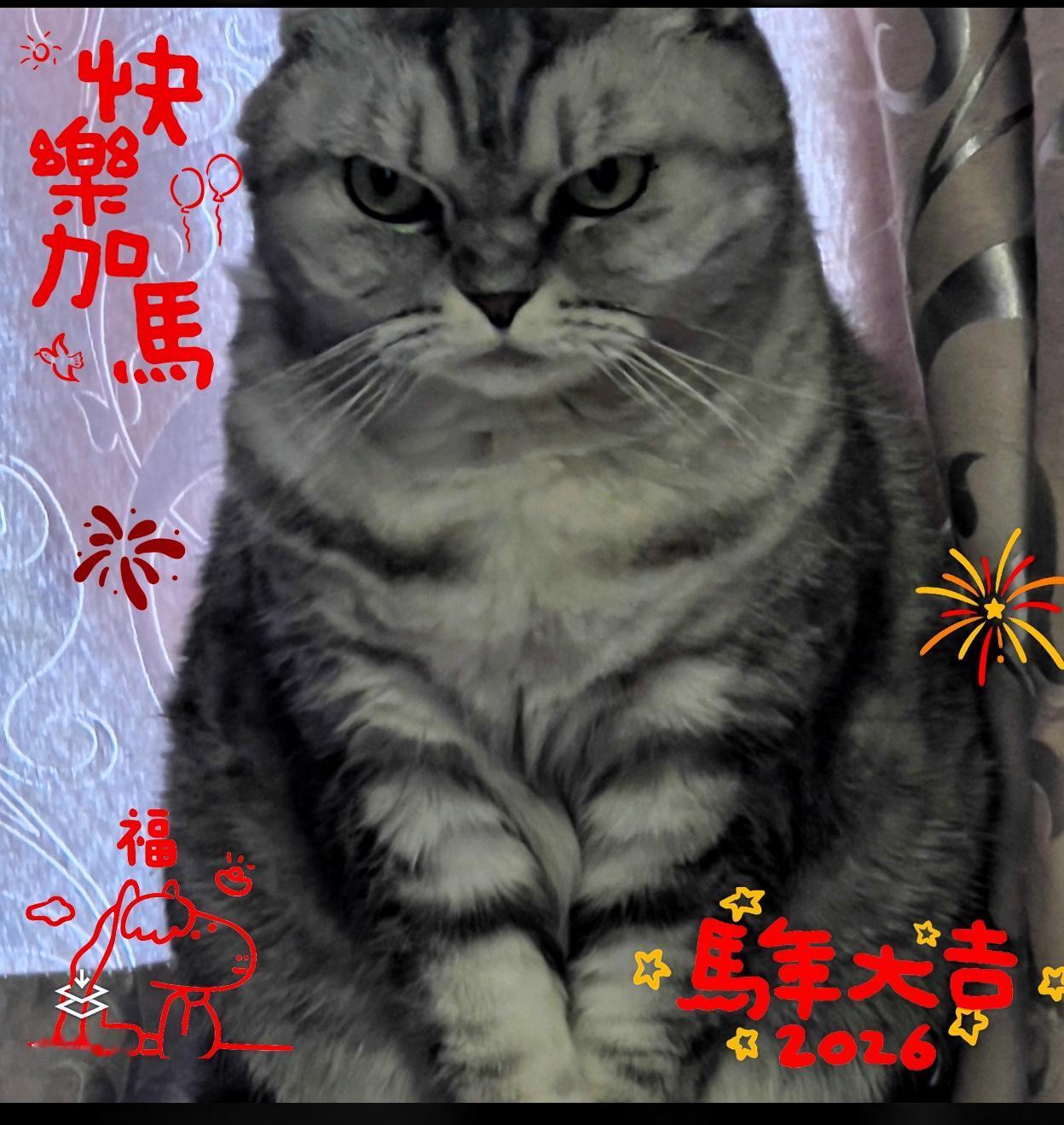 晒出你家猫咪的照片