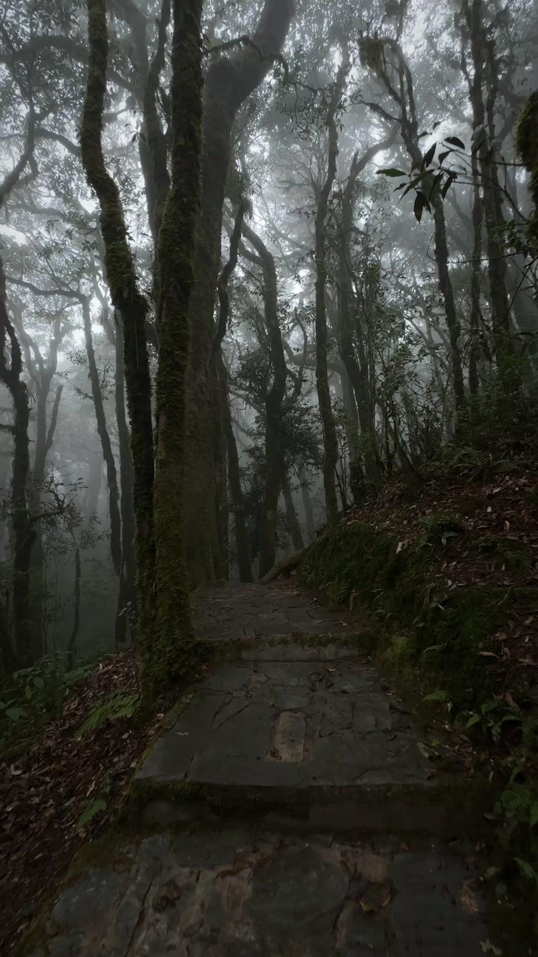 🌲走进哀牢山迷雾森林，真的像闯入了另一个世界。晨雾缭绕在树梢，阳光透过枝叶洒下