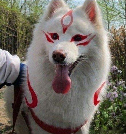 每个宠物都有一个不靠谱的主人 ​​​