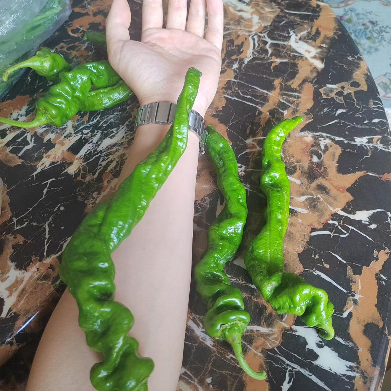 长临河亲戚家，菜地里辣椒能长到胳膊那么长，一茬接一茬地收割。我蹲在阳台，盯着泡沫