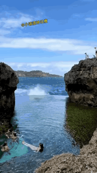 一天到晚游泳的鱼啊不停游，一天到晚想你的人啊不停休[送自己一朵花]