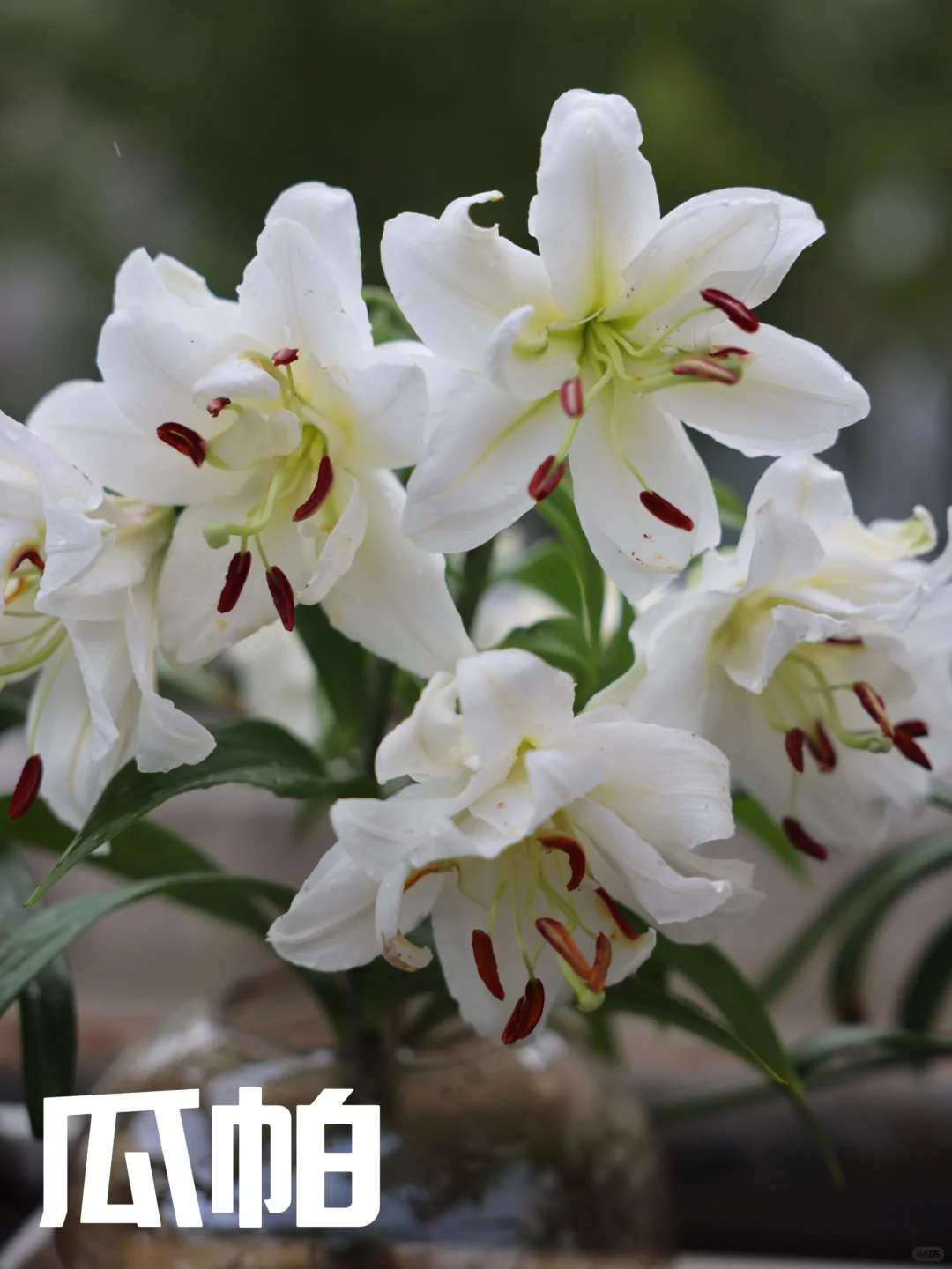 你能想到的所有属于百合花的缺点，我都有呢