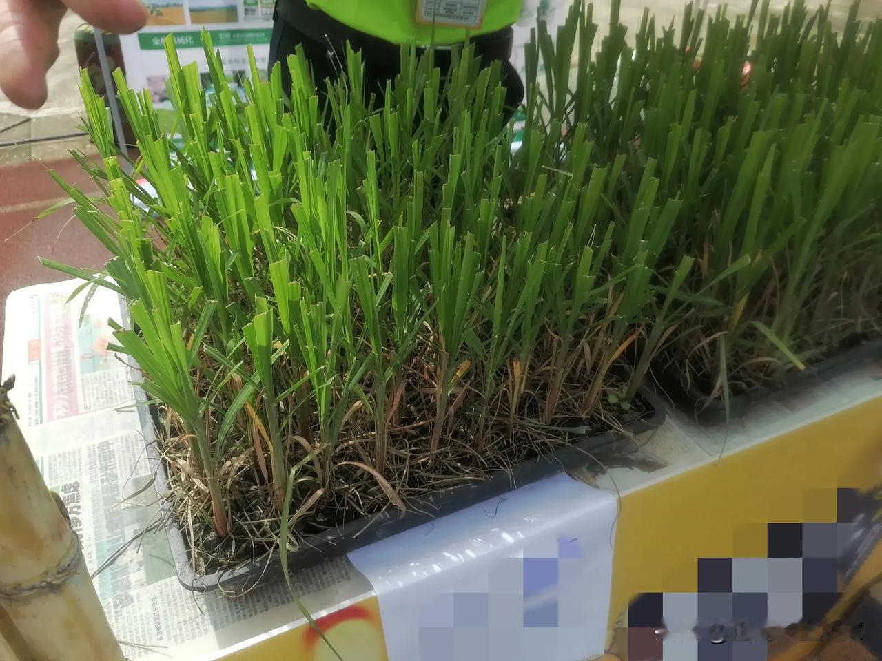 我敢打赌，如果你把他认出来
我连根连叶连泥巴，一起吃掉
你100%会认错，关键你
