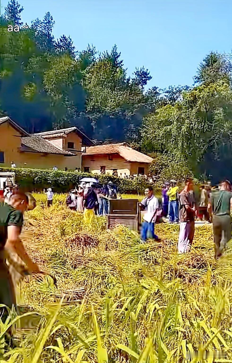 上周特意绕路去韶山冲晃了一圈，刚好赶上晚稻抽穗的时节，连片的稻田从村口铺到山脚下