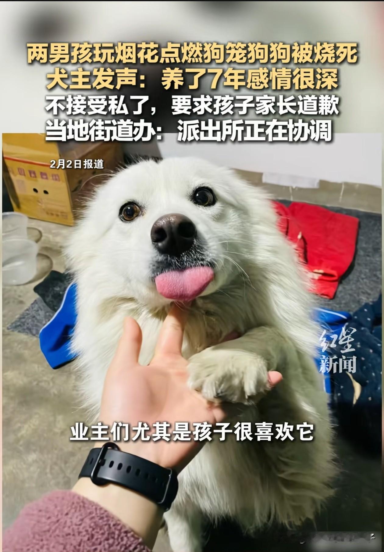 两男孩玩火导致萨摩耶被烧死，经过1天1夜，我又挖出几个细节！

第1、狗主人说，