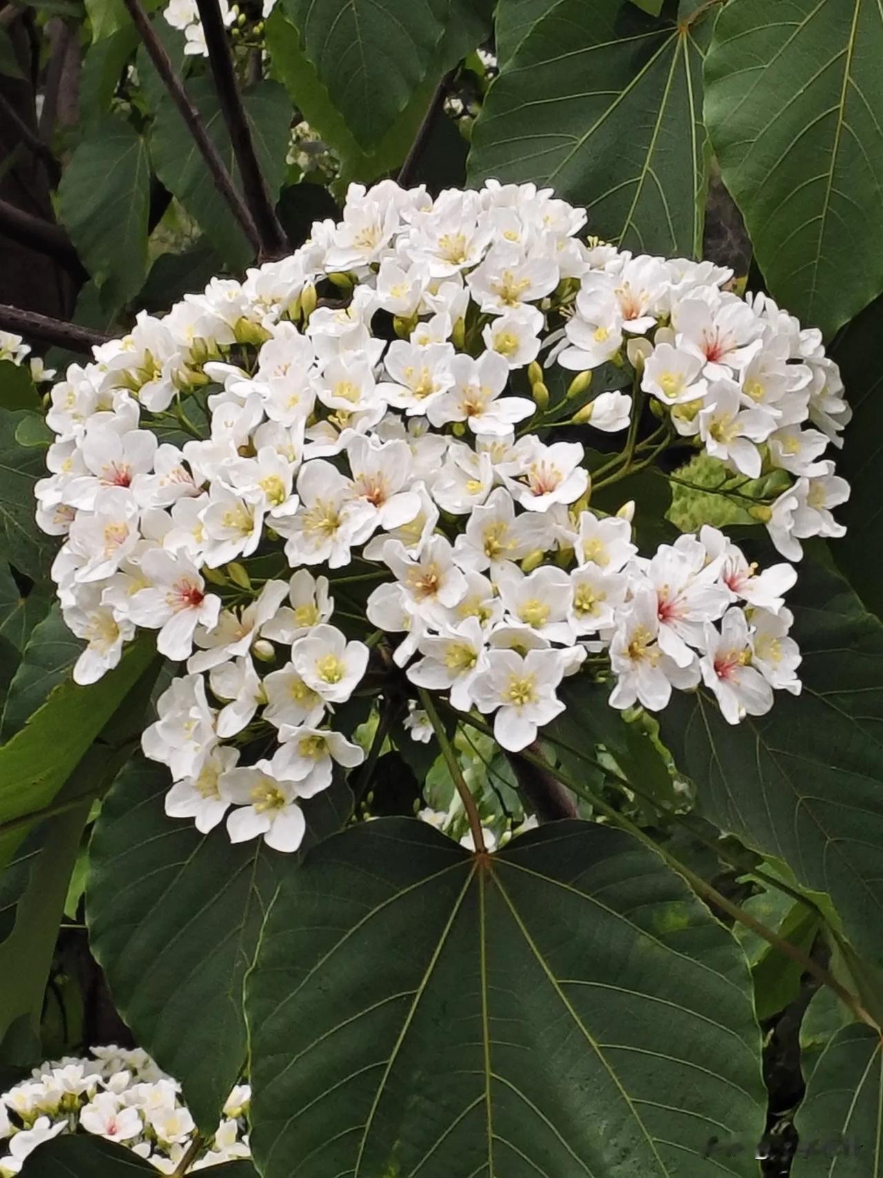 油桐花开