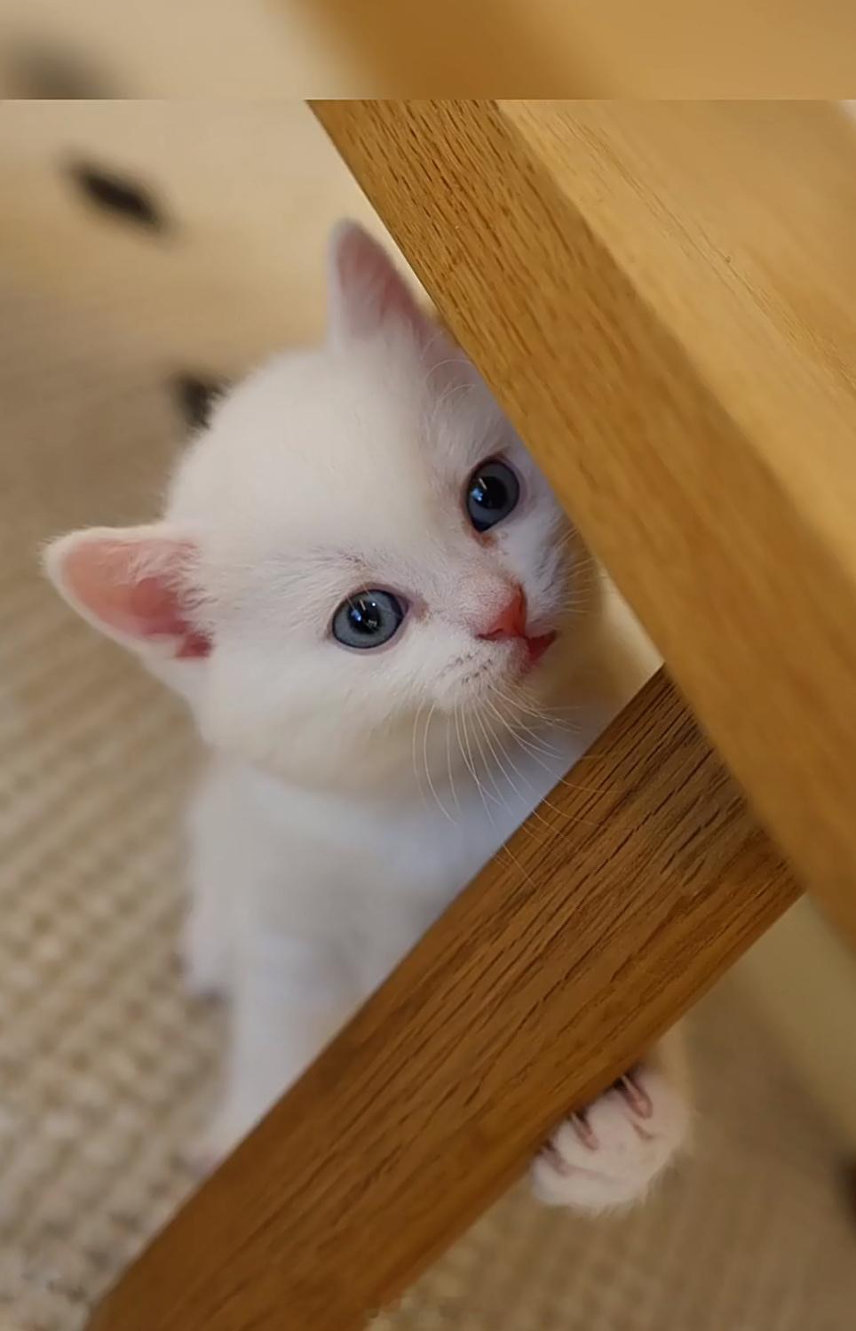 猫妈妈为了生只蓝色的墨都用光了嗷嗷它好可爱啊！ 