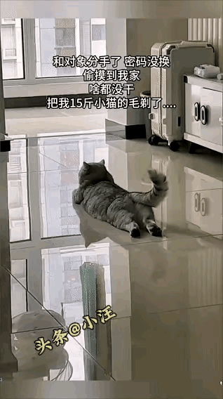 买点小鱼干给它吃吧
就当补偿它替你受过了[捂脸]