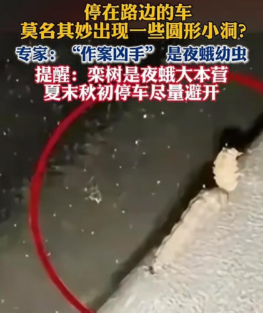 近期，秋高气爽，华东地区的的栾树花盛开，枝头挂满三棱形的蒴果，恰似一个个小巧的灯