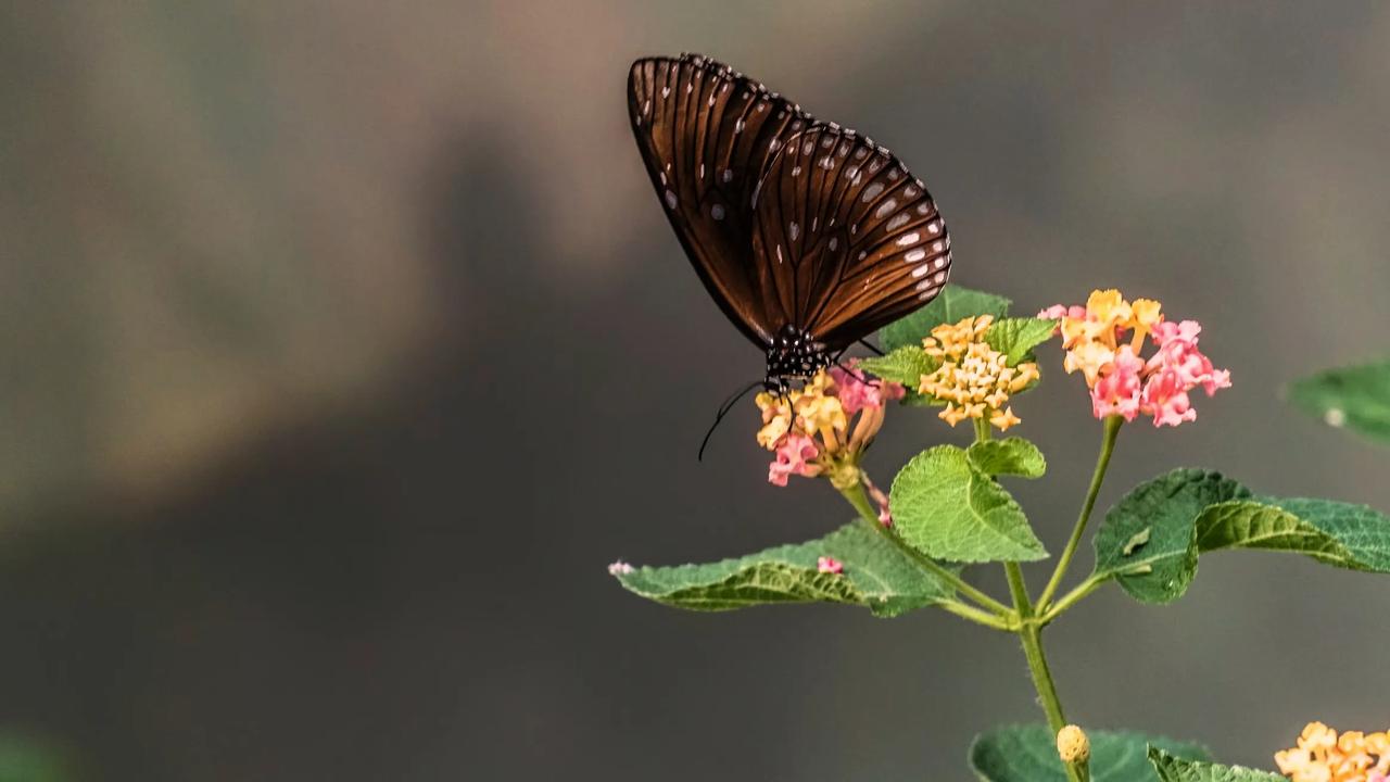 一只蝴蝶🦋