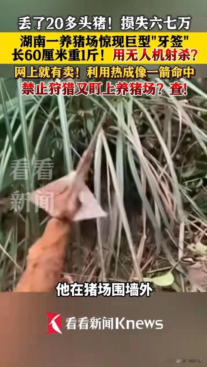 湖南一养殖场被人用无人机空投大型箭矢，射杀20多头猪。
根据看看新闻报道，湖南有