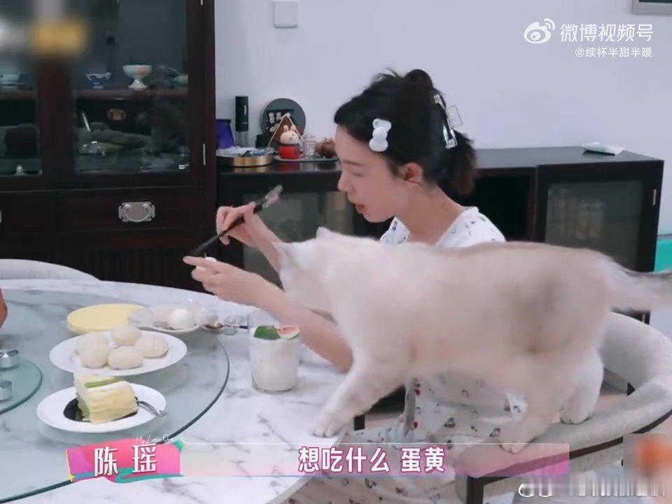 陈瑶怎么把小猫养得这么乖的我家那闺女节目里猫猫的状态也太好了，黏人又懂事，到底是