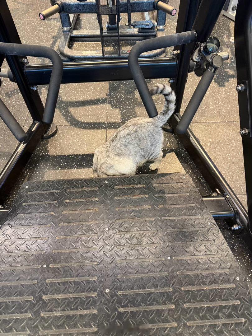 我和健身教练的日常 这个猫咪有点违背猫性的地方是健身房这么多包着pu皮的机械，它