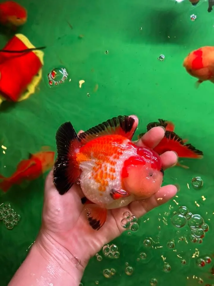 好看🤩