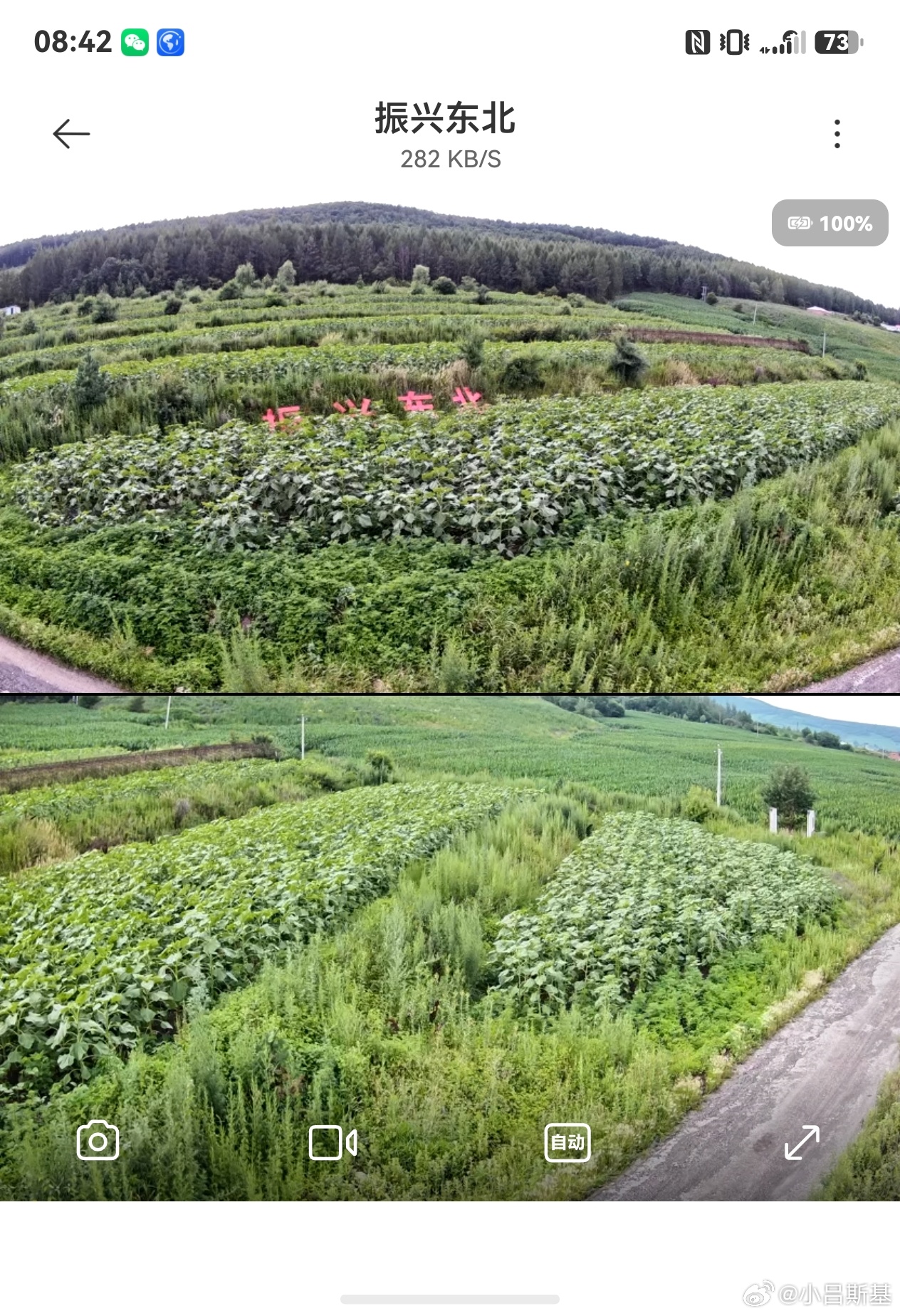 向日葵的高度已经超过振兴东北那四个字了估计月底就能开花了 