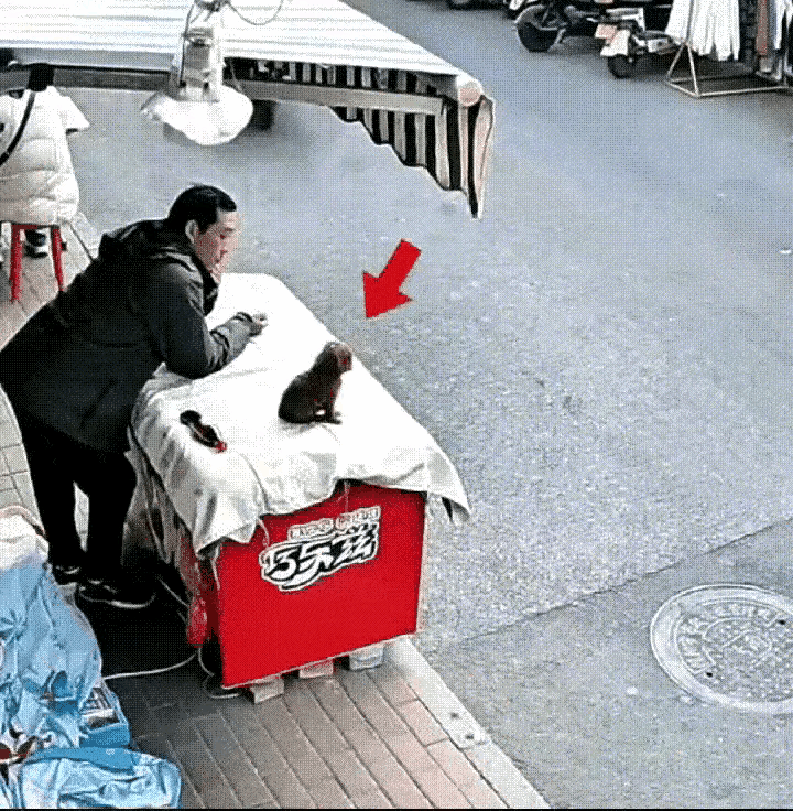 有什么样子的主人，就有什么样的狗狗。图片中的小狗，还没有巴掌大，竟然让主人训练的