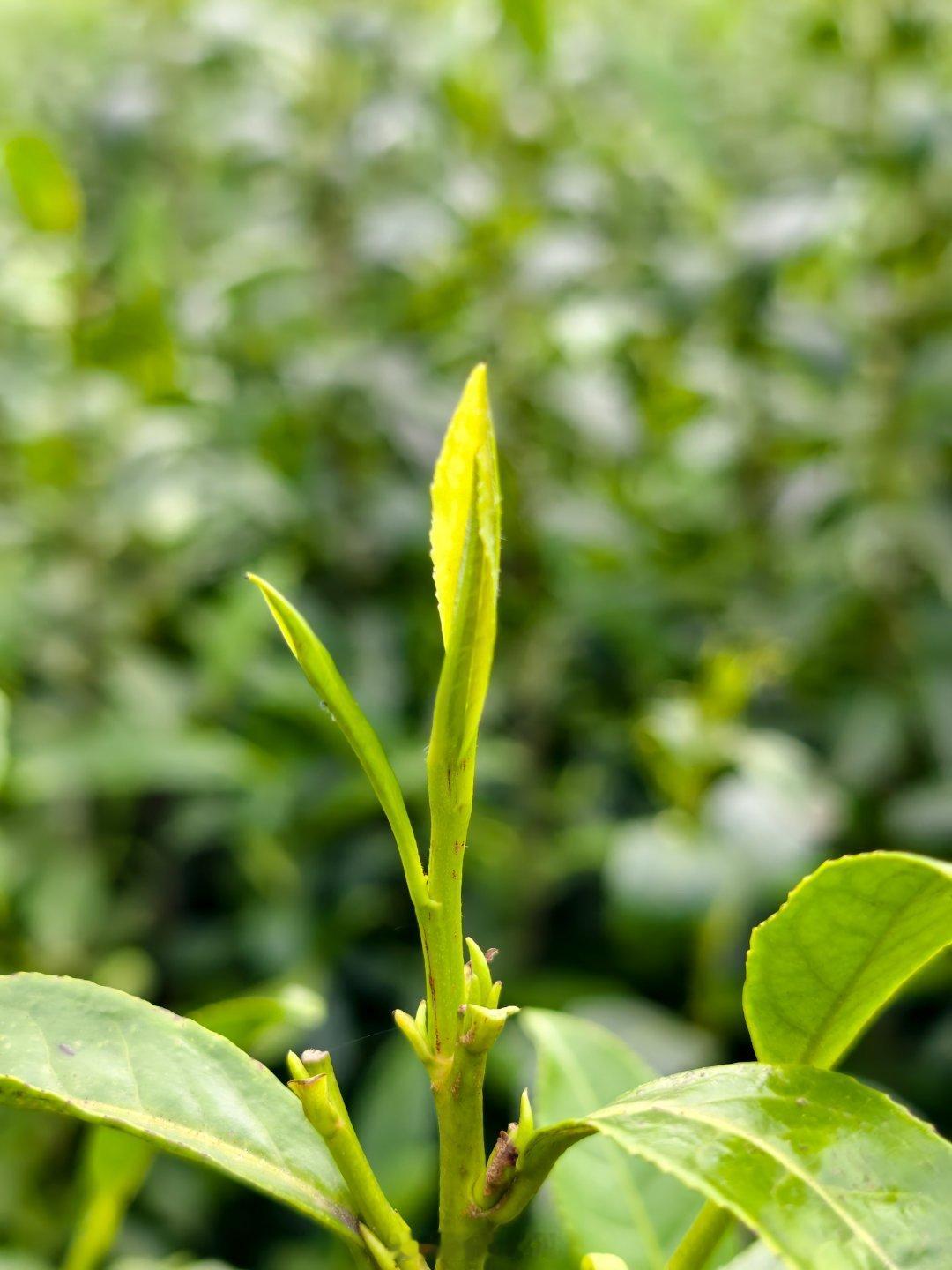 湘西黄金茶，是武陵山区的珍稀绿茶瑰宝，核心产于保靖、吉首等地 。因自古“一两黄金
