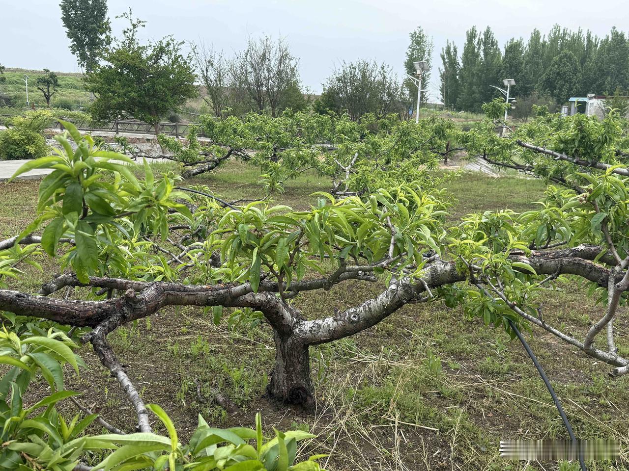 【小对联】
上：正义；
下：……？