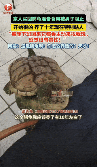 30斤鳄龟开灯就从阳台水箱爬出，直奔主人脚边撒娇——它曾是见人就咬的凶兽。
佛