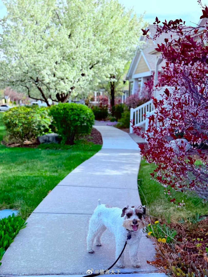 吉哥巡视图 乖妈摄影 