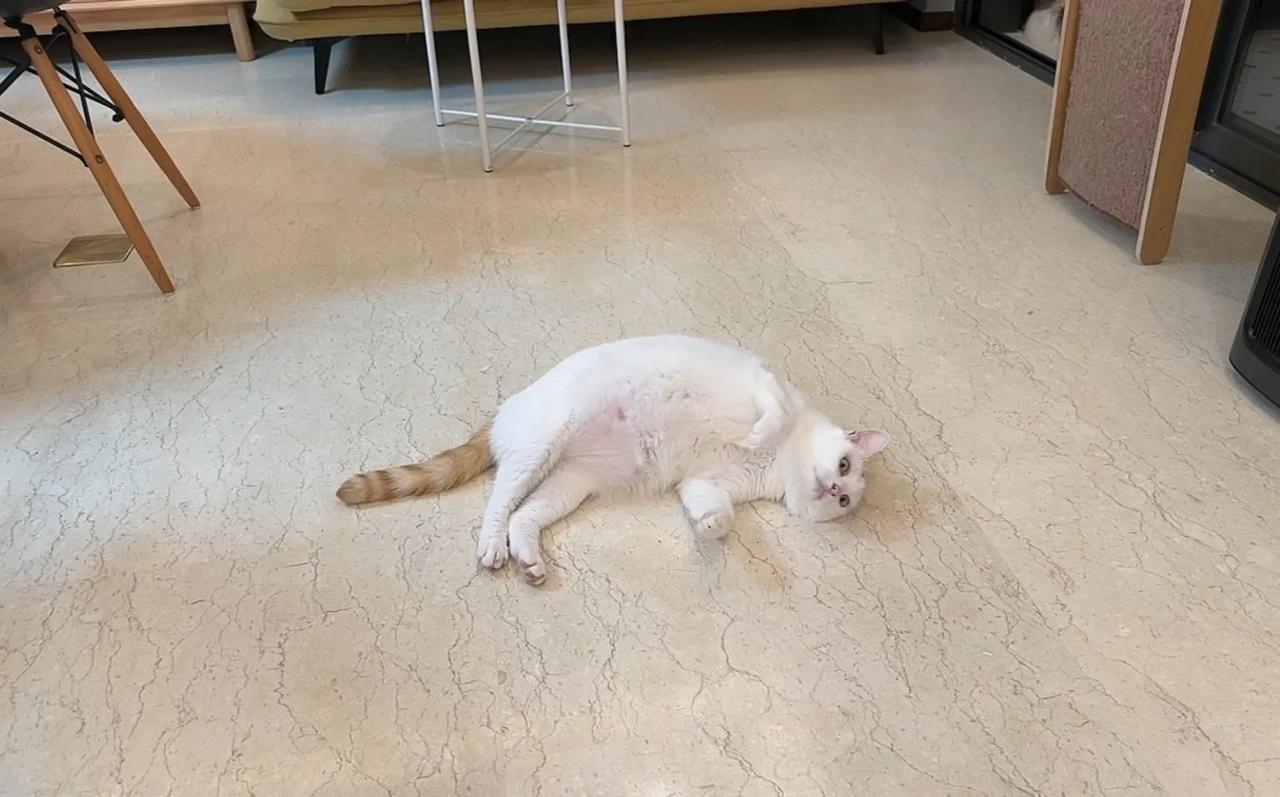 Tanya飘了，不管看到谁都要去撩一把，顺顺、咪咪、朵朵、飘哥…甚至还顺路扇了阿