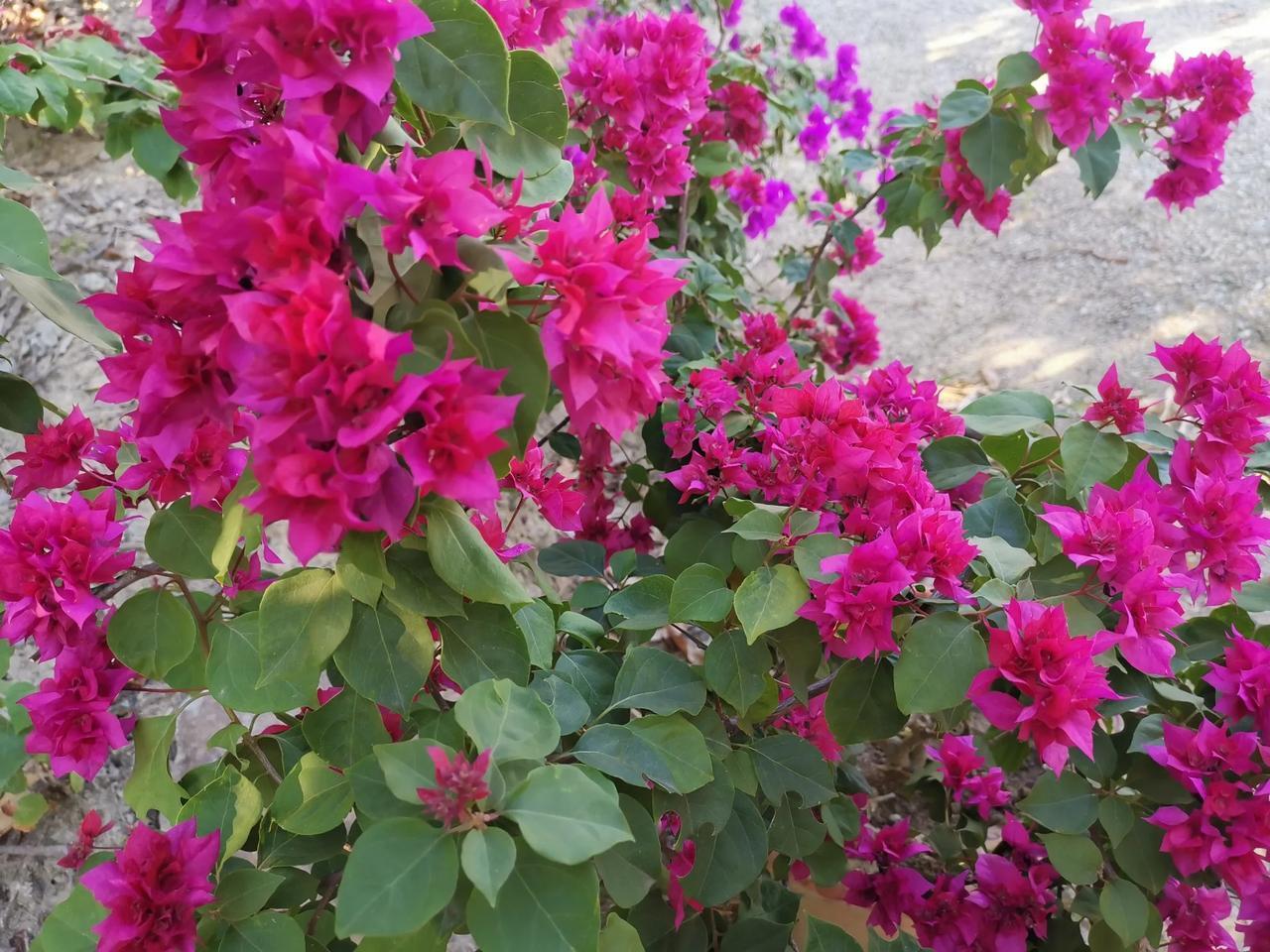 三角梅：红花映碧草，绿叶拂清风。#秋意渐浓花正美# #三角梅美丽随拍# #秋日绽