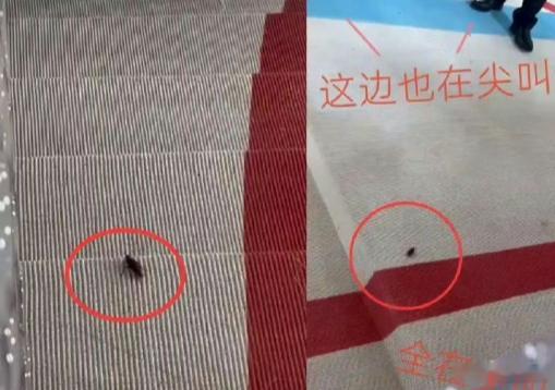 美国红毯真实现状：地毯掀开全是蟑螂，公共厕所坐满女明星 