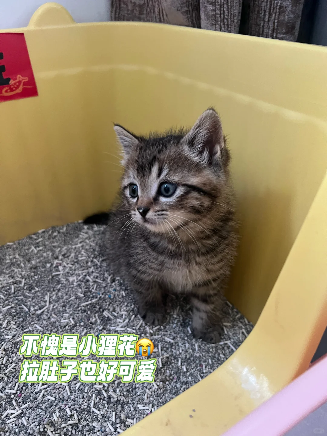 猫咪拉肚子反复怎么办❓划重点看这篇