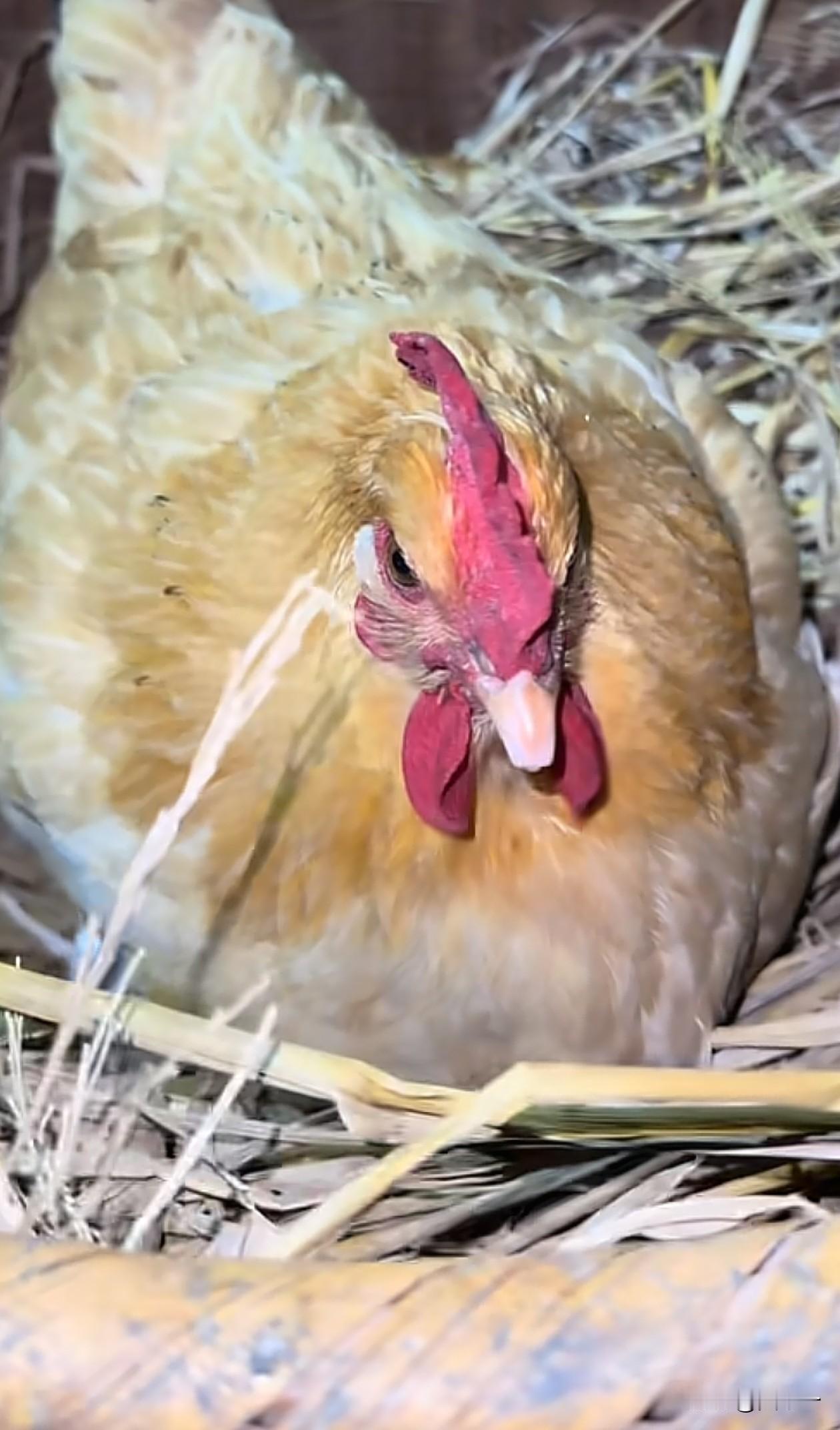 土鸡蛋一个1.5元，最高的能卖到2元，如果换个方式出售，那价格可能会增加10倍以