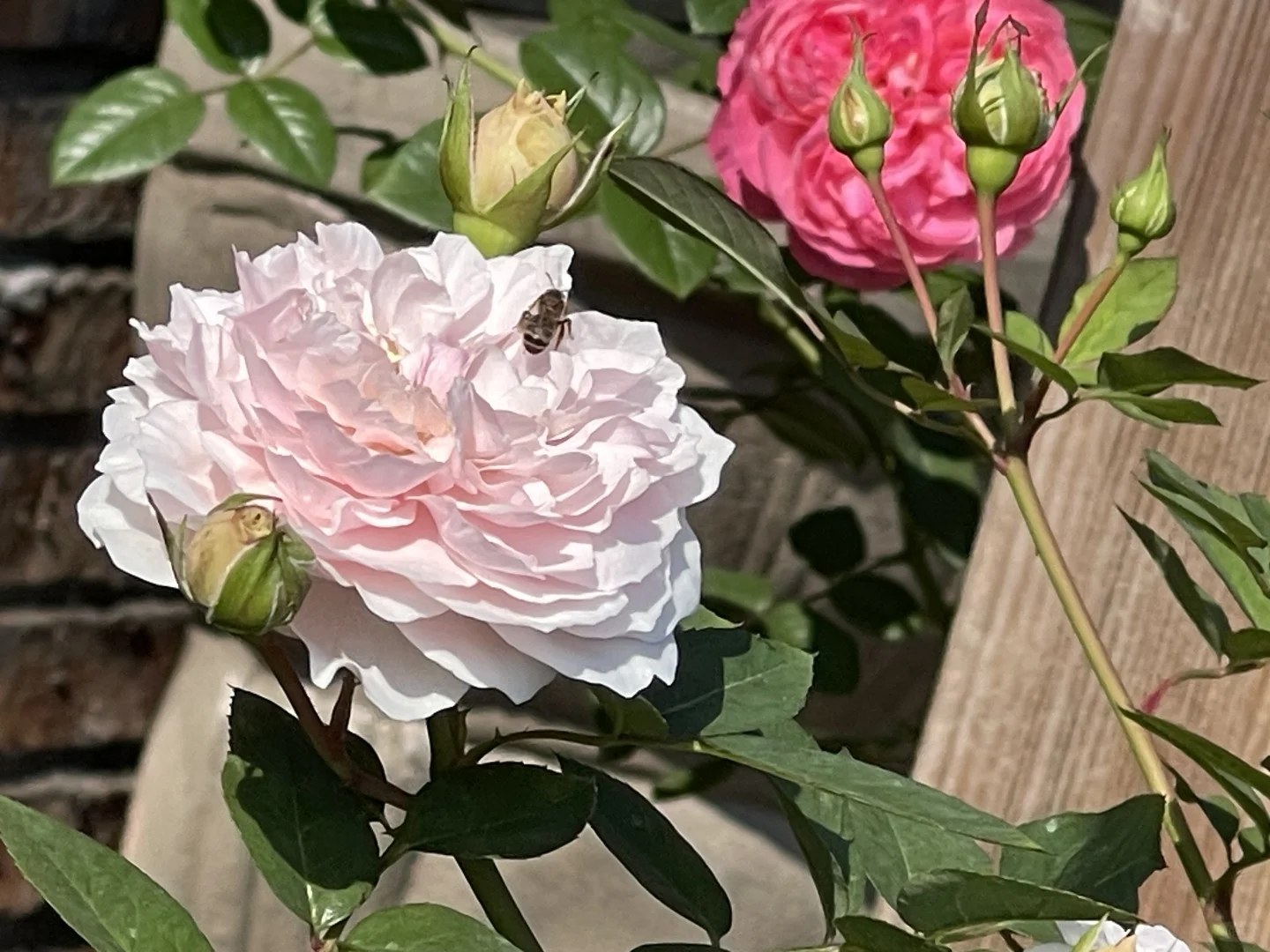 秋花越开越多咯