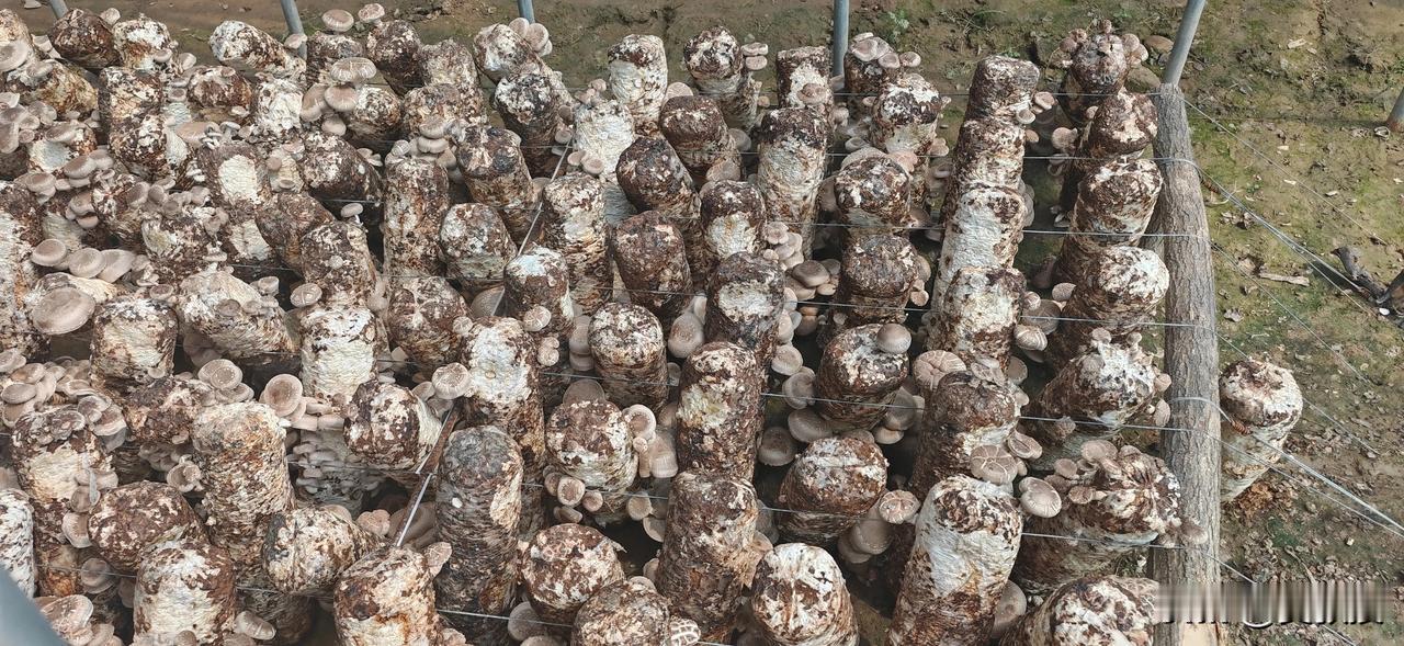 还是在庆阳
今天来体验采蘑菇
一亩地一万个菌棒
一亩地纯利润在2万块钱左右
改善