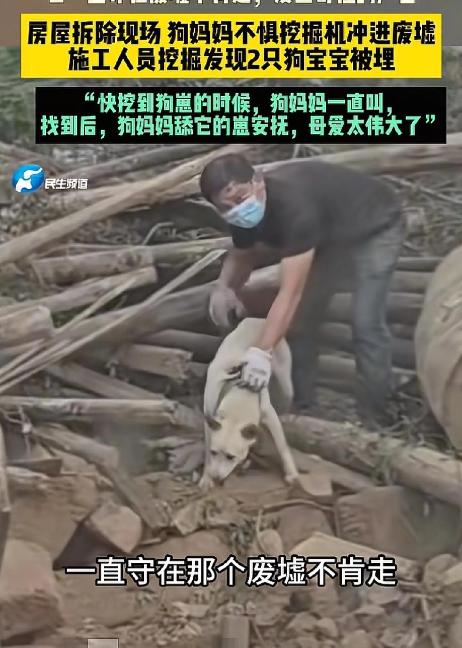 破防了！5月18日，大参考报道，一处房屋拆除现场，挖掘机轰鸣作业，尘土飞扬。一只