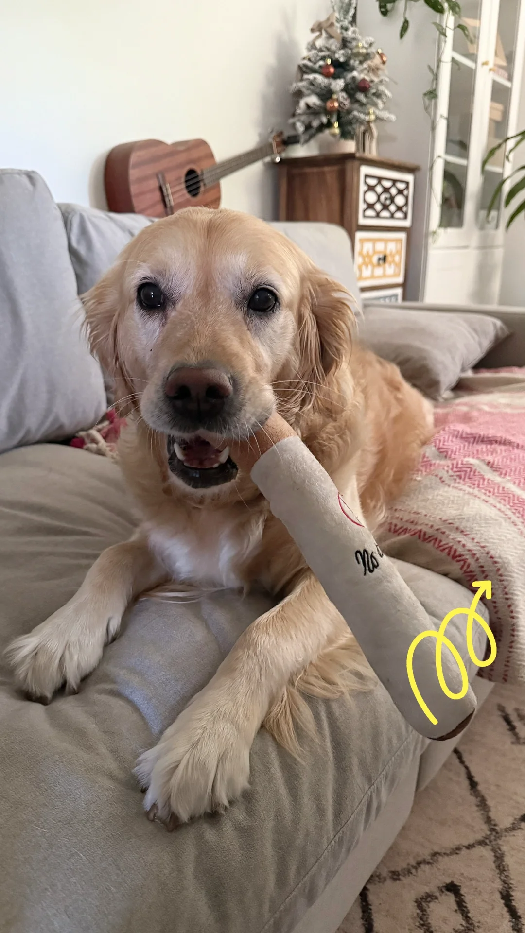 Hi this is my dog~