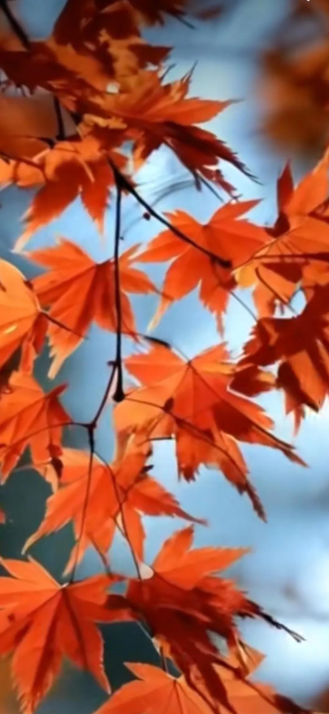 秋叶红似二月花