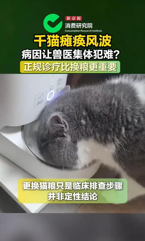 多地医院调查结果太真实！瘫痪猫咪的猫粮选择各不相同，进口高端、高性价比国产粮都有
