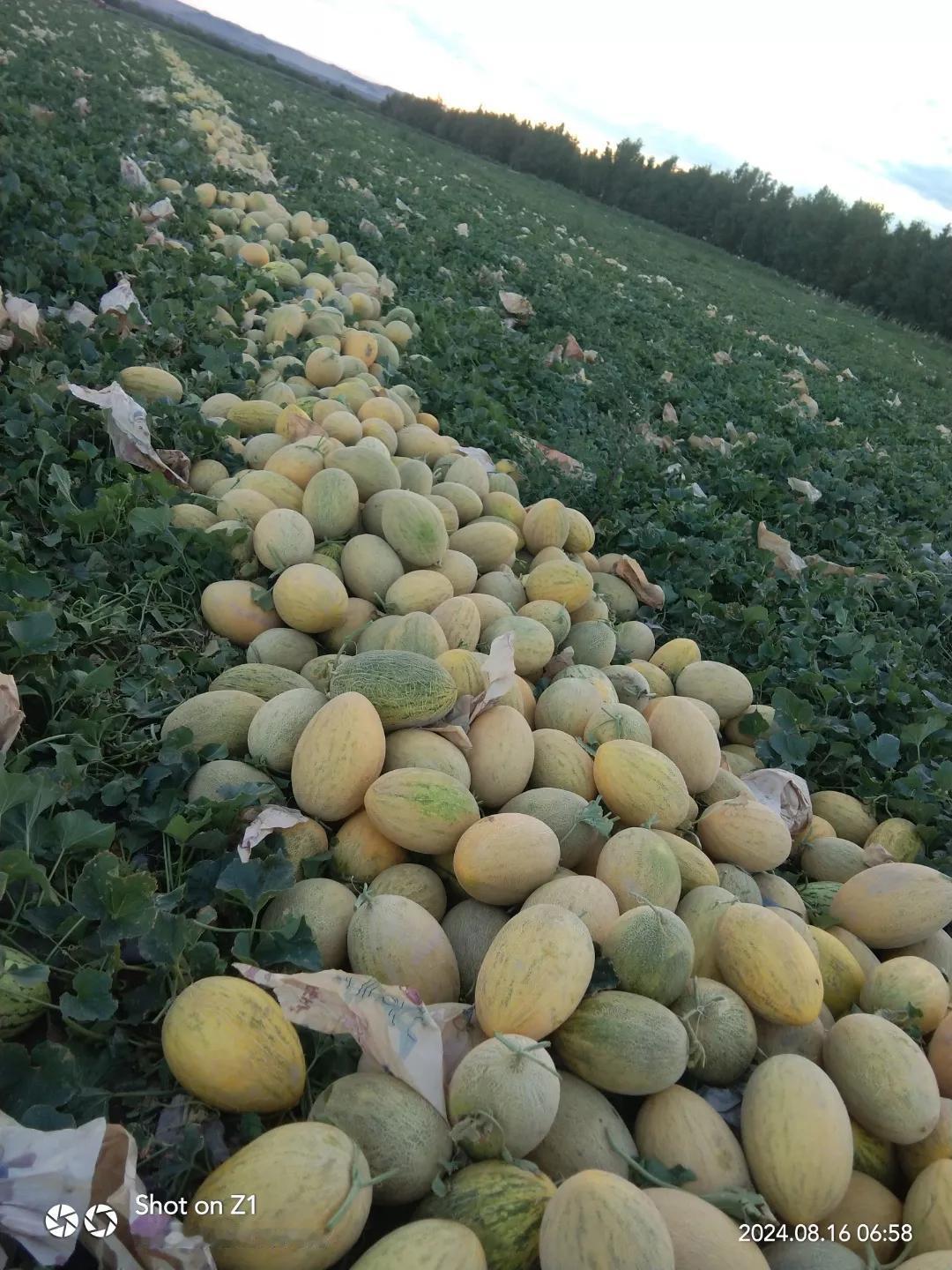 #吃过甜的哈密瓜会上火吗？#
哈密瓜吃多了会上火。说的是吃多了。吃过甜的哈密瓜，