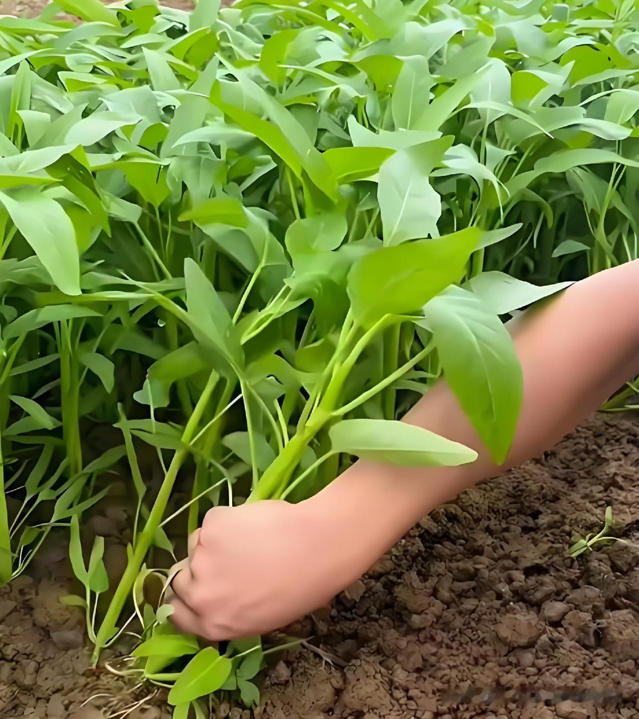 空心菜被说成“最毒绿叶菜”，劝大家不要再种，到底是不是真的？
 
网上经常有人说