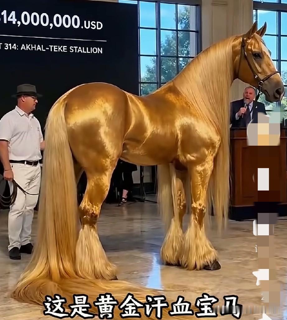 1400万$的马和0.3万￥，说明“出身决定价值”，从来不看后天的学习、努力、勤