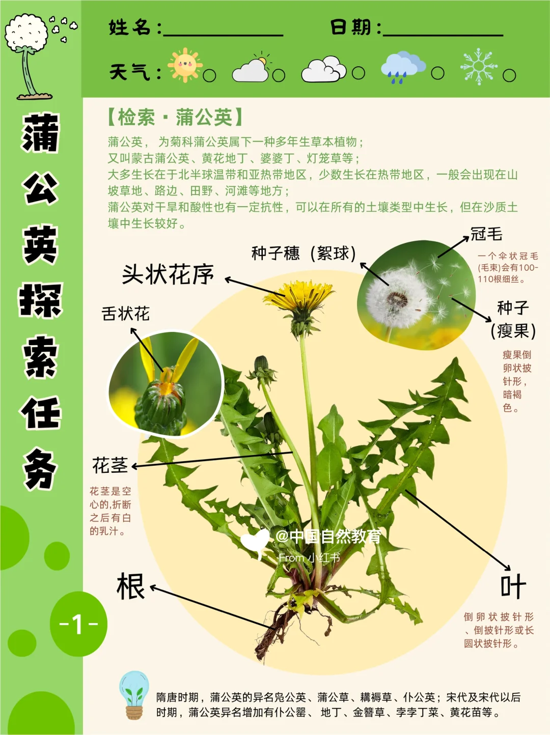 轻舞飞扬的生命精灵丨蒲公英