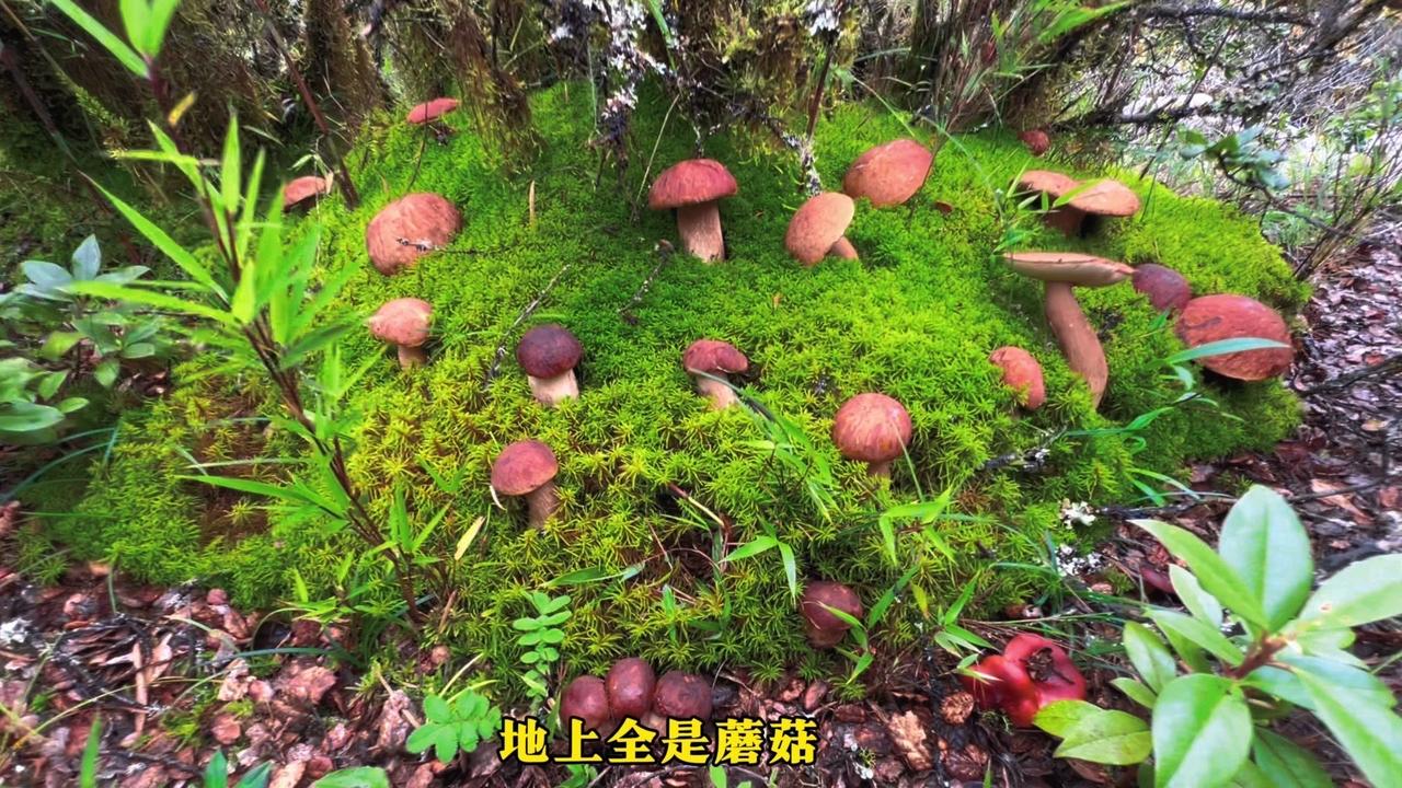 1️⃣惊喜连连的菌子们：捡到了层层叠叠的鸡冠菌、胖乎乎的黑盖牛肝菌，还有脆滑爽口